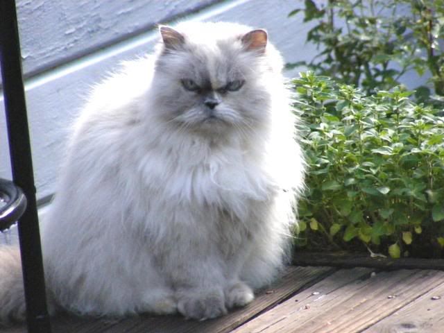 Hannah - A portrait of madness